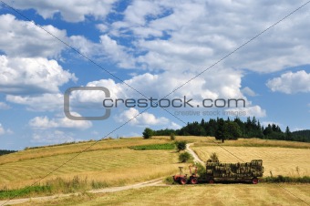 Harvest in mountain