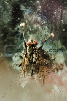 Nasty fly on abandoned background