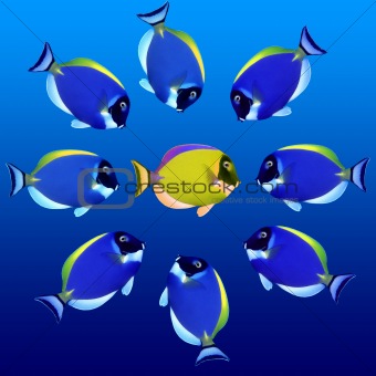 Exotic Fishes