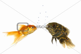 Goldfish and tiger oscar fish
