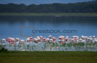 Flamingos at Dusk