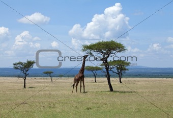 Giraffe eating Acacia on Masai Mara