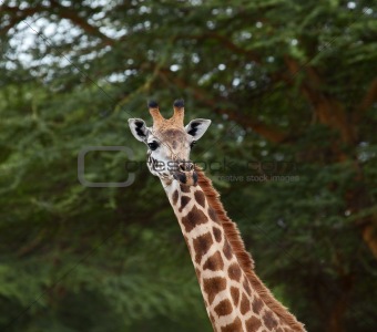 Giraffe head shot