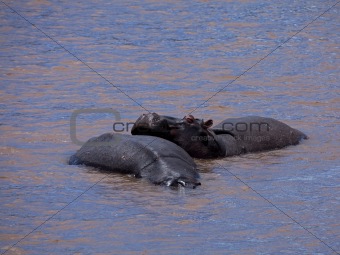 Hippopotami in Mara River