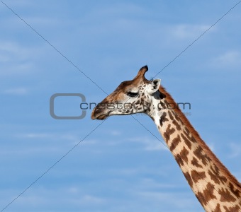 Masai Giraffe close-up