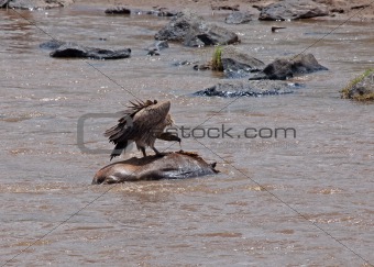 Vulture on carcase in the Mara River