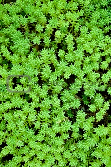  Sedum, moss shoots close-up