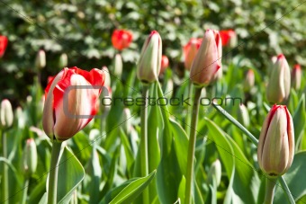 Spring tulips impregnated by the sun