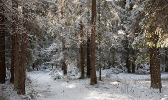 Path crossing snowy forest