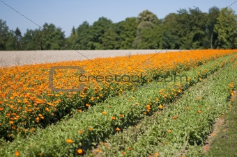 Calendula