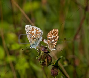 Chalkhill Blue Butterflies Mating