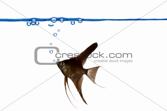 Black scalare fish and waterline