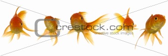 Goldfish lokking