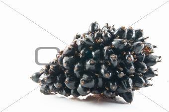 Palm oil fruit isolated 
