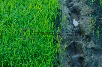 Green grass of rice field