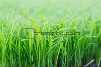 dew on top of green grass