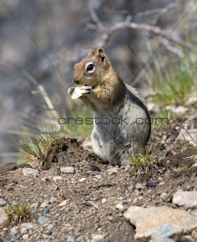 Squirrel chews a piece of apple