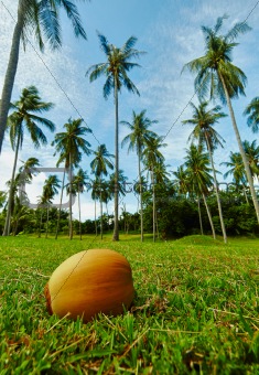 Coconut lying on grass under palm