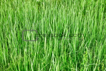 Green tall grass - natural background
