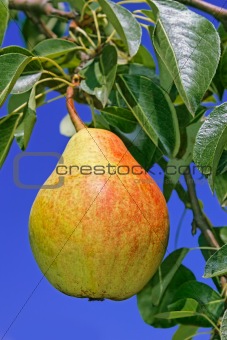 Ripe pear hanging on a branch