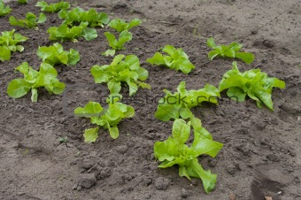 young lettuce plants