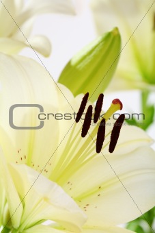 Beautiful white flower closeup day lilies.