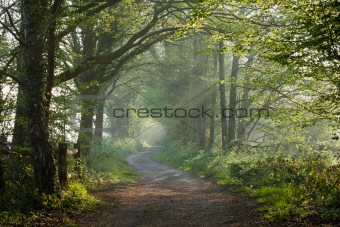 Countryside track in early morning sunlight