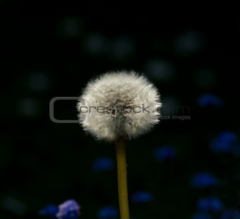 Dandelion and Forget-me-nots