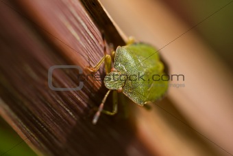 Green Shield Bug on leaf