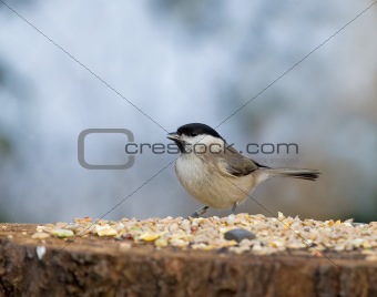 Marsh Tit with seed