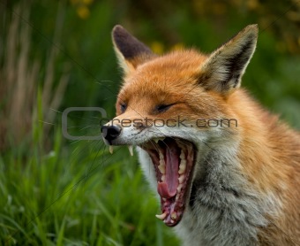 Red Fox yawning