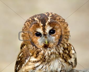 Tawny Owl head
