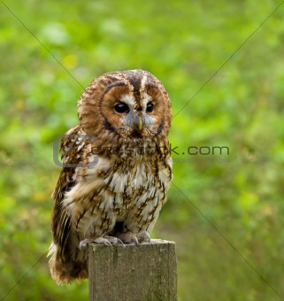 Tawny Owl full length