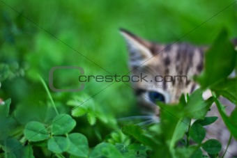 Brown kitty hide behind the grass