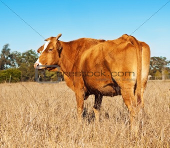 Rump end of brown cow with blue sky
