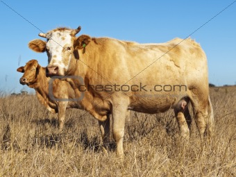 Australian beef cattle in dry winter pasture
