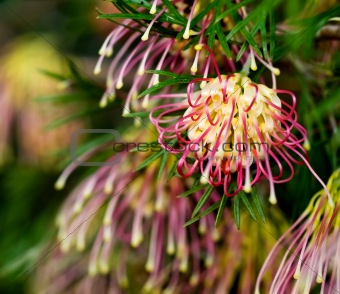 Grevillea Winpara Gem Australian native flower