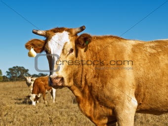 brown and white beef cattle Australian bred
