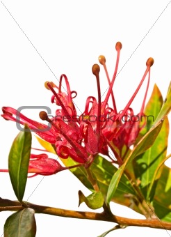 grevillea splendour Australian flower isolated