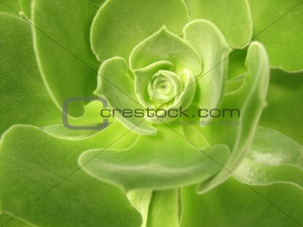 Aeonium virgineum Webb - succulent