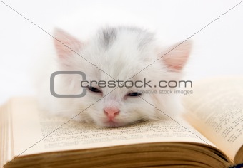Kitten on book