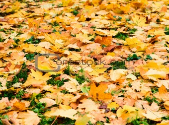 Falling leafs on forest grass. Autumn