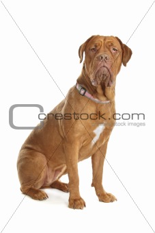 Bordeaux dog or French Mastiff