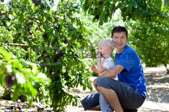 father and son picking plums