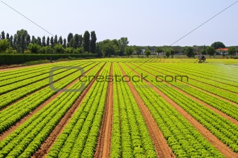 Salad field