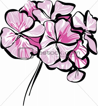 rosebud geranium