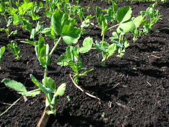 young growth of pea