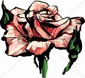 gorgeous rose bud