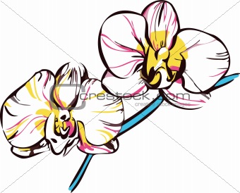  orchids with yellow center and pale pink petals