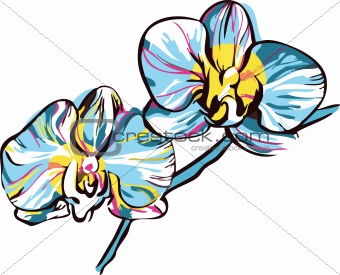 two orchids with yellow center and blue petals